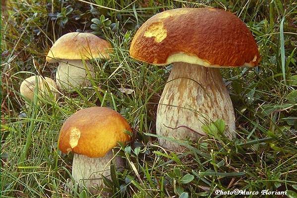 boletus_edulis_marco_floriani__1_.jpg