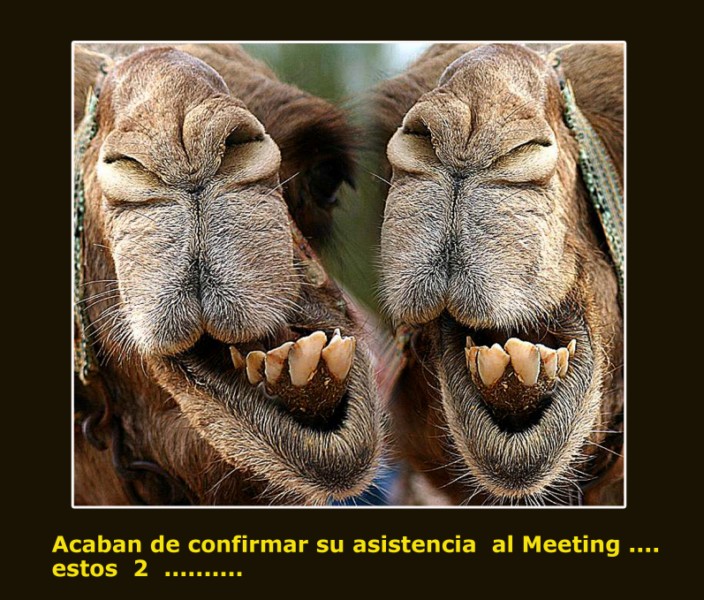 camel_copia.jpg